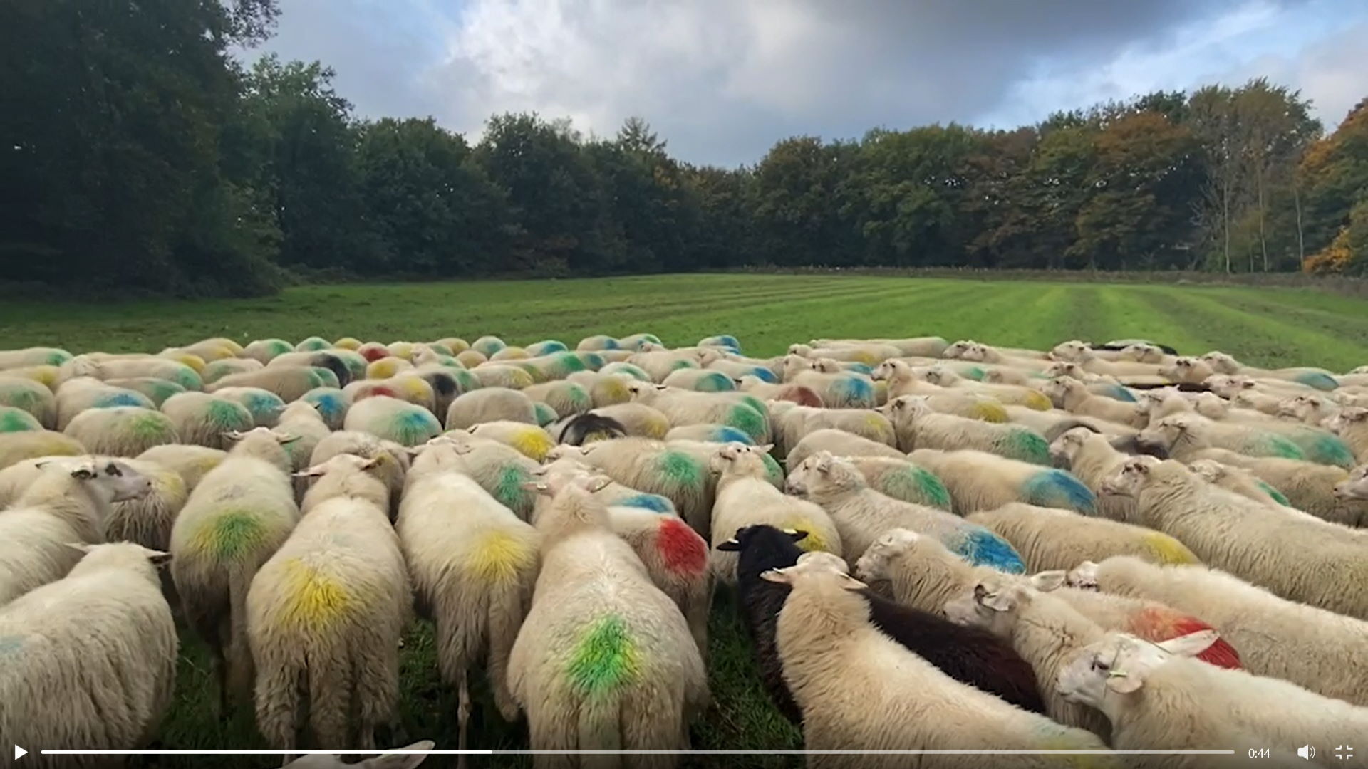 Grebbeveld schapen begrazen de akkers van GraanGeluk