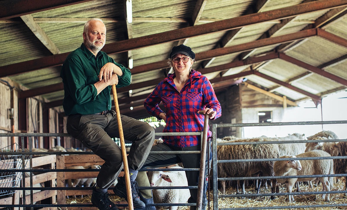 Grebbeveld Schapen &zo